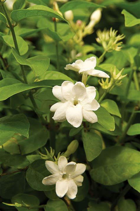 scents of arabian jasmine.